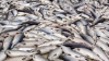 CATASTROFĂ ECOLOGICĂ! Tone de pește mort într-un râu din Chile  