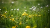 METEO 17 aprilie 2016. Vreme îmbietoare la iarbă verde în ultima zi de weekend
