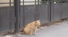 Un nou scandal la Bălţi! Pisicile maidaneze au scos oamenii în stradă (VIDEO)