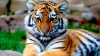 Un tigru a fost ucis la Paris, după ce a scăpat de la un circ
