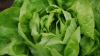 Vrei ca salata verde să reziste mai mult în frigider? TRUCUL la care trebuie să apelezi