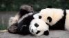 Doi pui de panda au devenit vedetele undei grădini zoologice din China (VIDEO VIRAL)