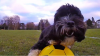 A cucerit Internetul. Câinele care face cascadorii nemaipomenite cu mingea de fotbal (VIDEO)