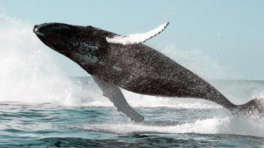 IMPRESIONANT! Un american a filmat migraţia uimitoare a balenelor cu o dronă