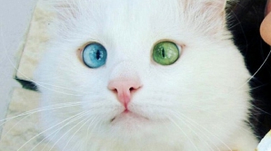 Moggy, felina cu privirea hipnotizantă! Mutaţia genetică care a făcut-o extrem de ADORABILĂ