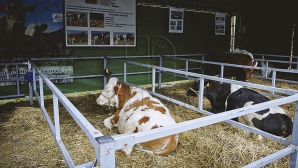 Produsele moldoveneşti, solicitate în Orientul Mijlociu. CELE MAI VÂNDUTE mărfuri în străinătate