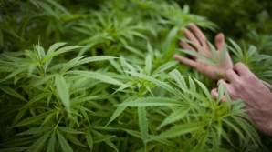 Un stat din Australia a legalizat utilizarea canabisului în scopuri medicinale. Iată cine vor fi beneficiarii