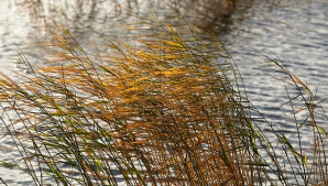 AVERTIZARE METEOROLOGICĂ! Cod Galben de vânt pe întreg teritoriul ţării