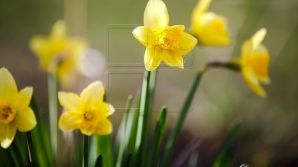 METEO 23 aprilie: Vremea se menţine caldă. Câte grade vom avea în termometre