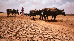 DISPERARE în India! Oamenii sapă gropi în speranța că vor găsi apă ca să învingă SECETA