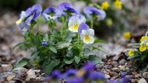 Surprizele vremii pentru următoarele zile. Sinopticienii anunţă care vor fi maximele termice