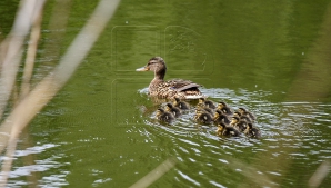 Meteo pentru 20 aprilie: Cer noros şi ploi de scurtă durată