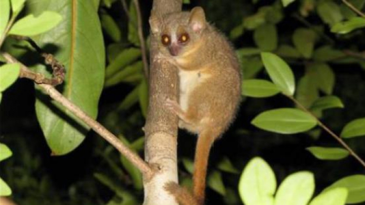 UIMITOR! Cercetătorii au descoperit trei noi specii de primate în Madagascar