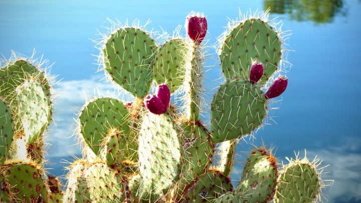 INCREDIBIL! În restaurantele din întreaga lume sunt servite frunze de cactus (VIDEO)