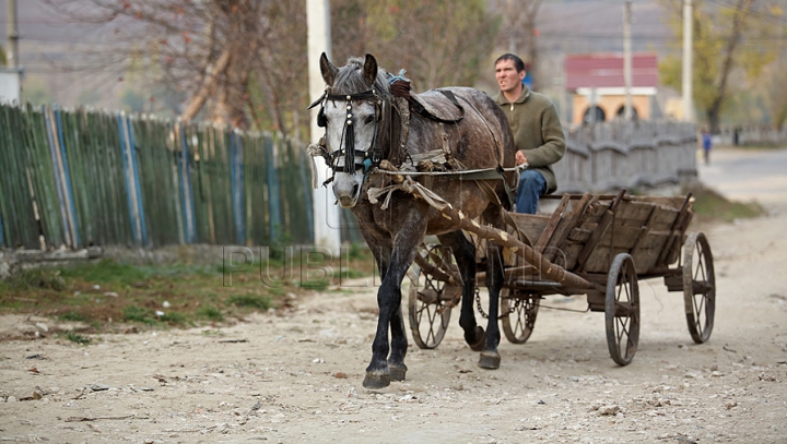 Vai şi amar de bietul cal! Un şofer a spulberat o căruţă la Sângerei