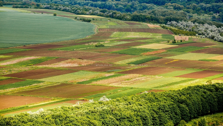 PIERDERI DE MILIOANE! Agricultorii se plâng că nu au cu ce îşi uda culturile şi livezile