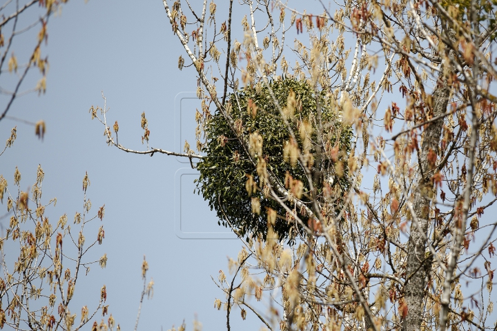 (FOTO) Greu de combătut! Copacii din Moldova, afectaţi de un PARAZIT PERICULOS, dar VINDECĂTOR