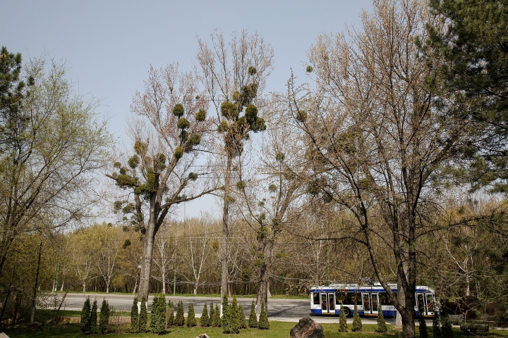 (FOTO) Greu de combătut! Copacii din Moldova, afectaţi de un PARAZIT PERICULOS, dar VINDECĂTOR