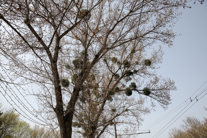 (FOTO) Greu de combătut! Copacii din Moldova, afectaţi de un PARAZIT PERICULOS, dar VINDECĂTOR