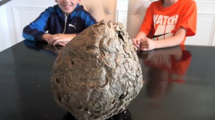 Au tăiat un stup de viespi în două. Ce au descoperit în interiorul lui e fascinant (FOTO)