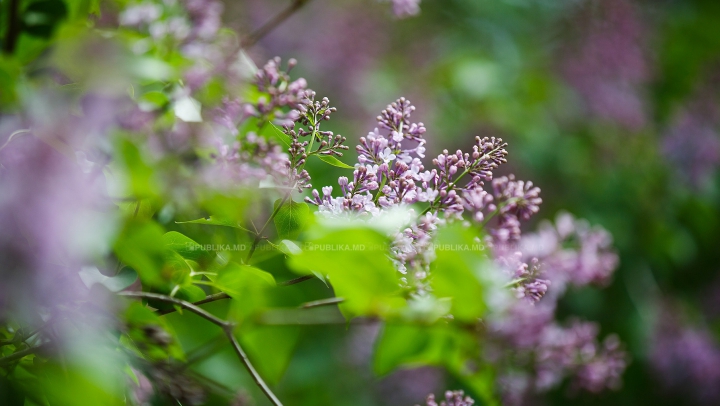 Efectul surprinzător al florilor de liliac. În ce tratamente naturiste sunt folosite