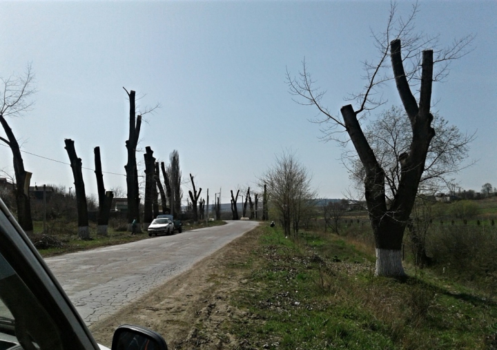 Ce crezi că o să iasă din acești copaci. Un bărbat a surprins un peisaj dezolant la Ghidighici (FOTO)