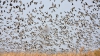 Oaspeţi nepoftiţi! Mii de lilieci au invadat statul-australian New South Wales