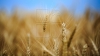Prognoze optimiste pentru agricultori. Cât grâu vor recolta în acest an de pe un hectar