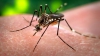 ALERTĂ: Virusul Zika ar putea ajunge la Marea Neagră în această vară