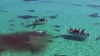 Imagini spectaculoase. O balenă este făcută bucăți de 70 de rechini (VIDEO)