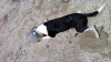Un nou eşec în operaţiunea de salvare a câinelui cu borcan de plastic în cap