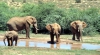 INCREDIBIL: Autoritățile din Zimbabwe vând animalele sălbatice pentru a le scăpa de secetă