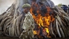 Sute de tone de colți de elefanți, arși la ordinul președintelui kenyan. Scopul ceremoniei e unul dramatic
