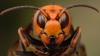 Poate ucide omul! O insectă periculoasă, depistată în mai multe orașe din Marea Britanie
