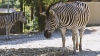 PREZICEREA zebrei Valli s-a ADEVERIT! Oracolul de la zoo Chişinău I-A UIMIT PE TOŢI