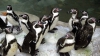 PREMIERĂ! În Japonia s-au născut prin inseminare artificială doi pinguini 