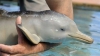 Pui de delfin, salvat dintr-o plasă de pescuit. Braconierii riscă ani grei de închisoare (VIDEO)