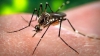 Virusul Zika riscă să ajungă la frontiera cu Moldova! Vezi ce țări mai sunt in pericol