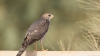 Bucurie pentru ornitologi. O specie RARĂ de păsări s-a reîntors în Moldova după jumătate de secol 