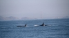 IMPRESIONANT! Până unde au ajuns balenele pe Coasta de Vest a SUA (VIDEO) 