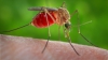 Când va fi disponibil un vaccin împotriva virusului Zika? Prognosticurile medicilor