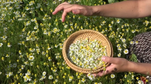 SFATURI UTILE! Cum culegi și păstrezi corect plantele medicinale