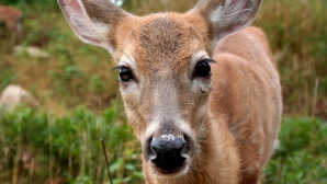 S-a trezit în ogradă cu un musafir neașteptat! Un căprior s-a adăpostit într-o gospodărie din Fălești