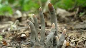 A mers la mormântul tatălui, dar a avut şocul vieţii când a văzut ce ieşise din pământ