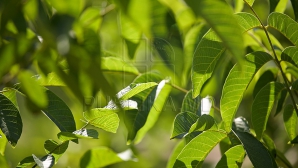 NU ŞTIAI? Află ce se întâmplă dacă dormi la umbra unui nuc