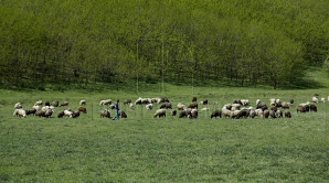 Era cu oile pe câmp când a început furtuna. Din păcate, finalul este tragic 