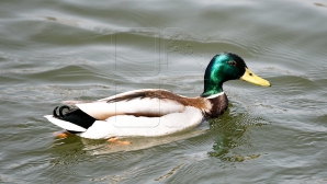 Vremea pentru 18 mai: Ploi de scurtă durată, însoțite de descărcări electrice