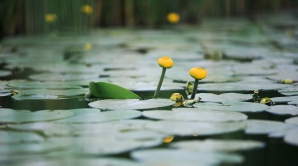 EŞTI CURIOS? Cum va fi ultima zi a primăverii în diferite regiuni ale țării