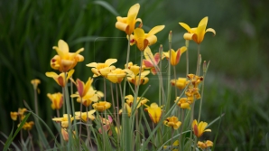 Prognozele sinopticienilor pentru următoarele zile. Câte grade vom avea în termometre 