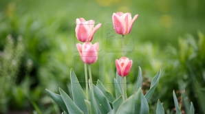 VREMEA SE RĂCEŞTE UŞOR! Câte grade vor indica termometrele în următoarele zile